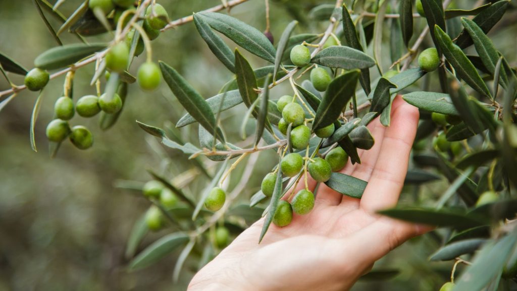 variantes y procedencia de las aceitunas