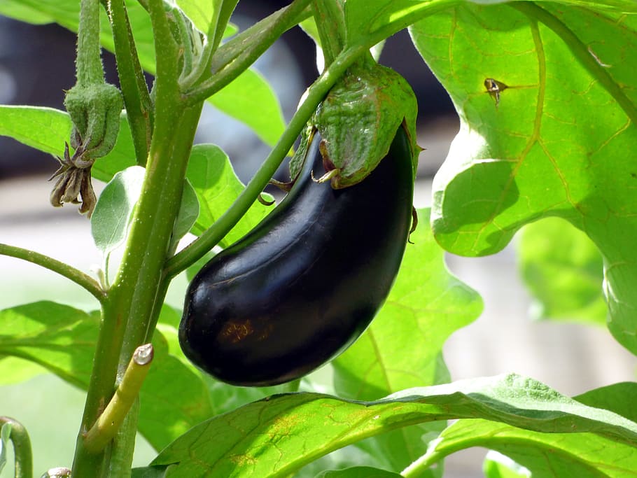 recetas de berenjenas