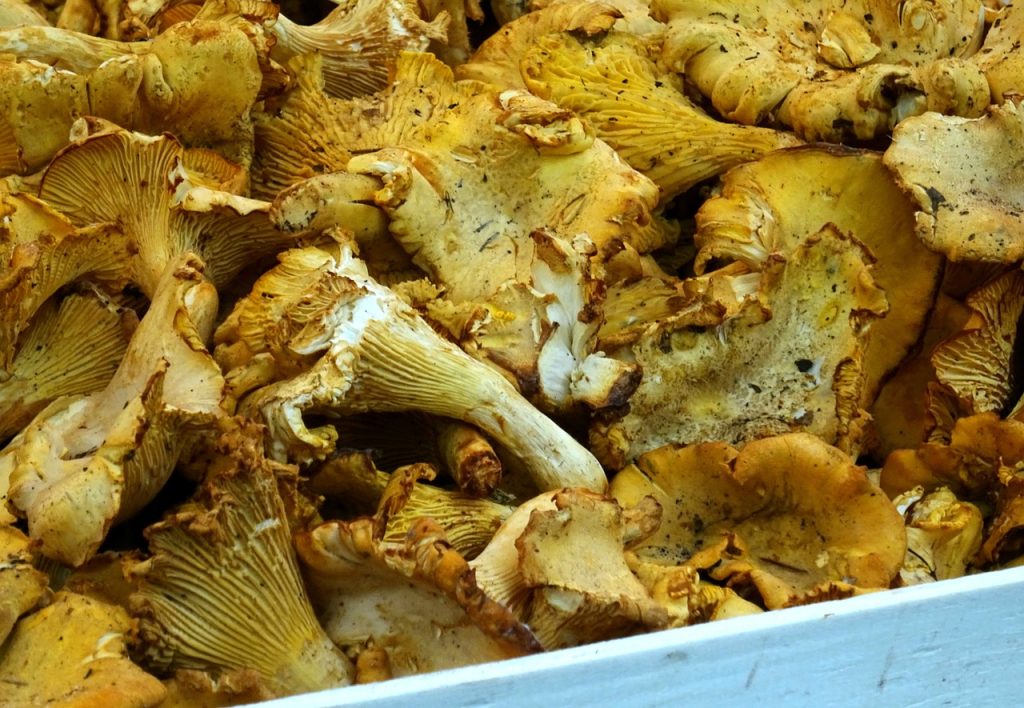 recetas de níscalos