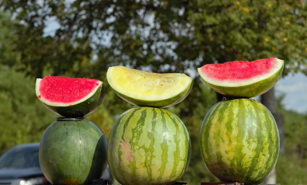 variedades de sandia