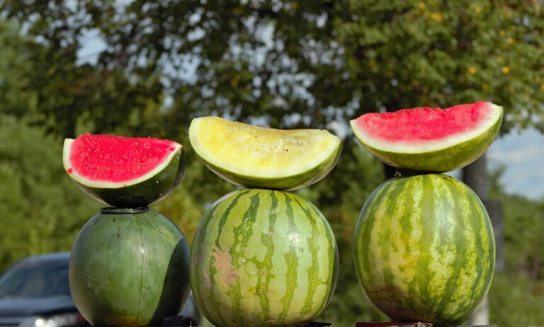 variedades de sandia