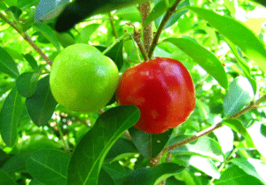 frutas raras de brasil