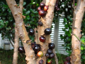 frutas raras de brasil