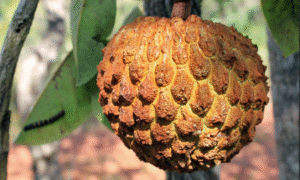 frutas raras de brasil
