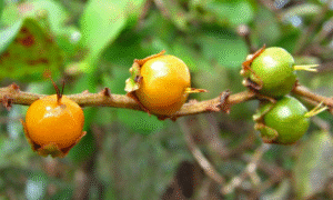 frutas raras de brasil